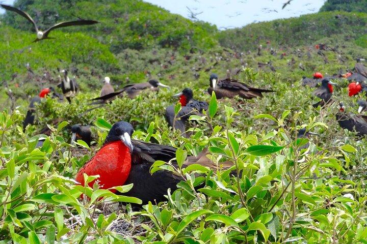 Full Day Dolphins Mangroves and Birdwatching Tour from Guayaquil
