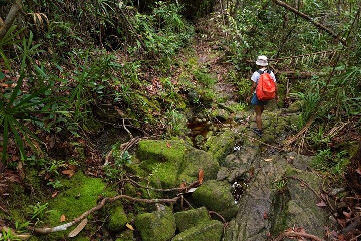 Khao Sok Rainforest | Hiking & Bamboo Rafting