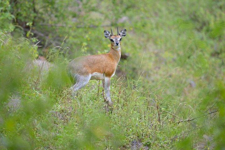 Ultimate Safari Adventure: Ngorongoro - Serengeti - Manyara