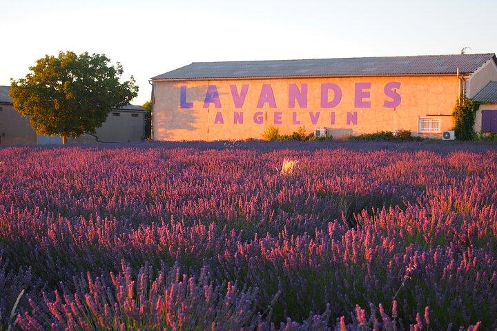 Sunset Lavender Tour from Aix-en-Provence