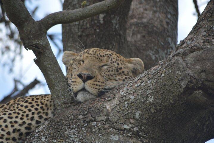 7-Day North Tanzania Classic Safari
