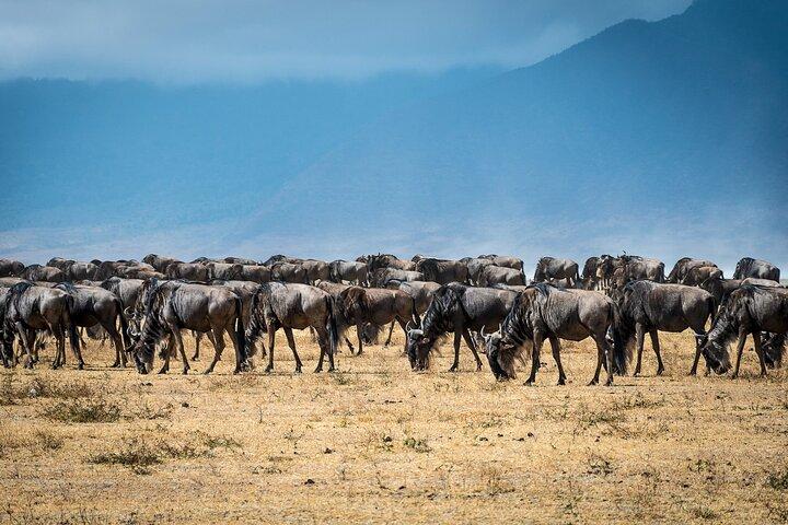 10-Day Epic Tanzania Migration Safari - River Crossing