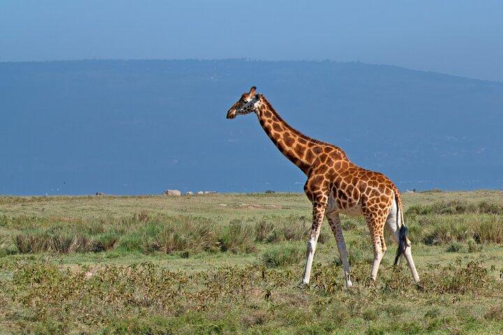 6 Days Tanzania Budget Safari with Serengeti