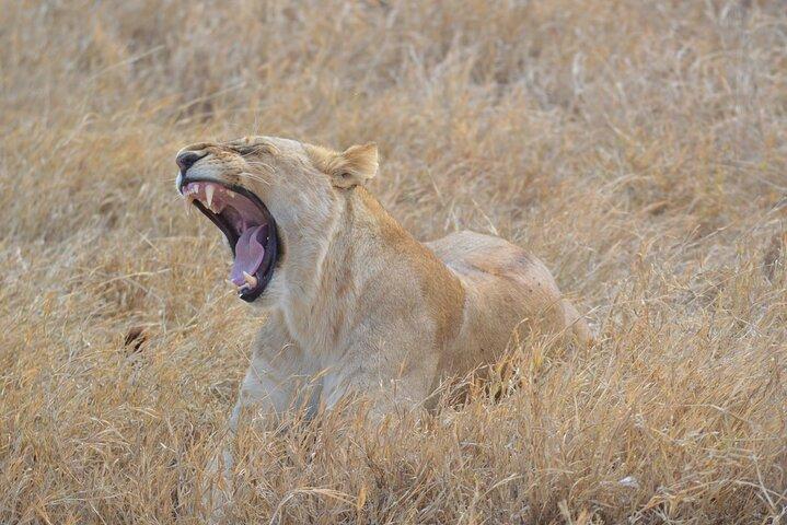 4 Days Serengeti Heritage Safari