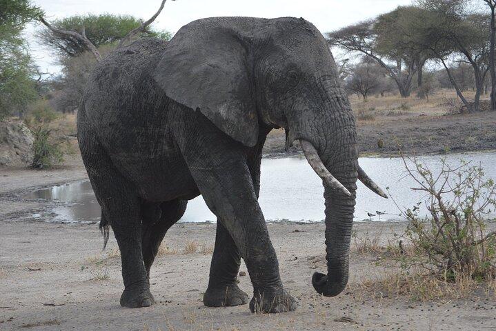 10-Day Amazing Comfort Camping Safari