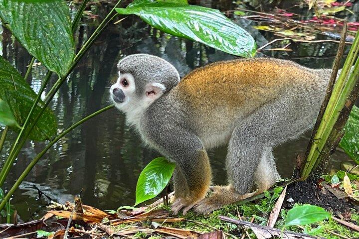 4 Days Cotopaxi, Quilotoa, Baños and Amazon with hotel and activities included