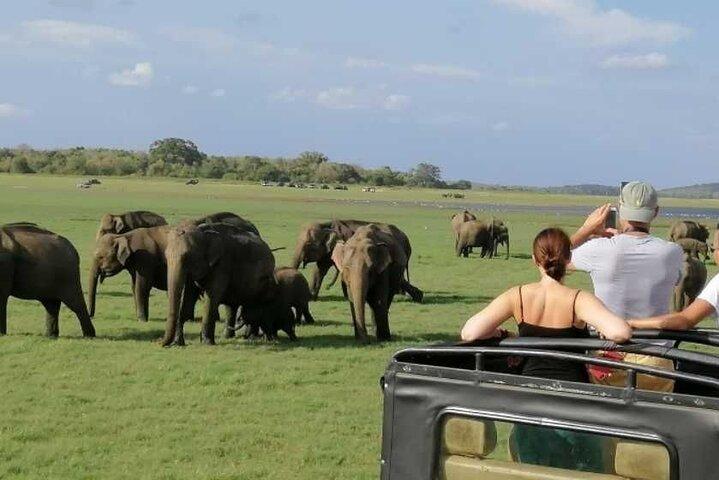 From Colombo/Negombo to Sigiriya, Dambulla Day Trip & Safari