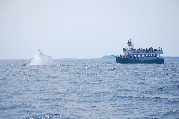 2 Hours Guided Whale and Bird Boat Tour in Bay Bulls