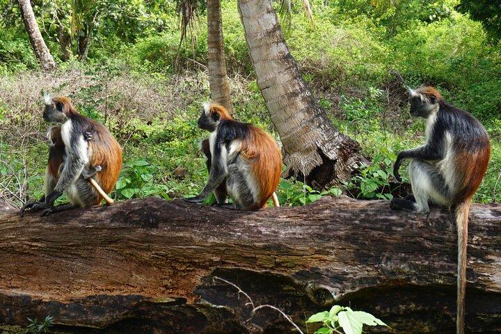 Private Stone Town & Spice Farm Tour