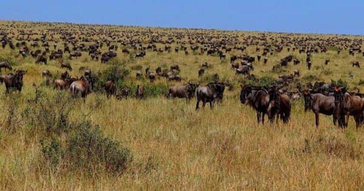 Tanzania family safari | 8 Days Family Safari in Tanzania
