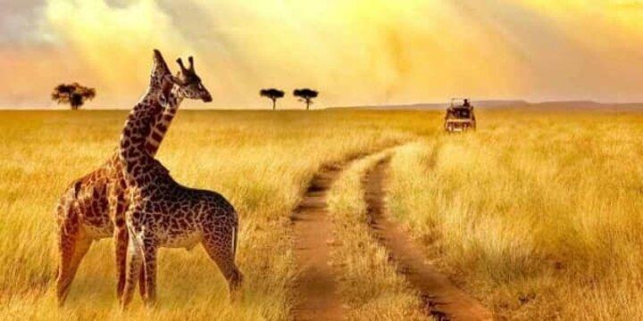 Tanzania family safari | 8 Days Family Safari in Tanzania