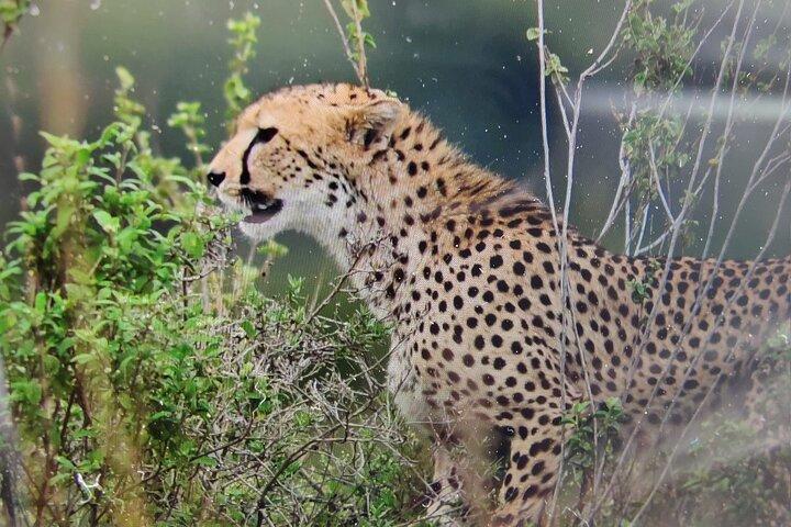 7 Days Kenyan Safaris
