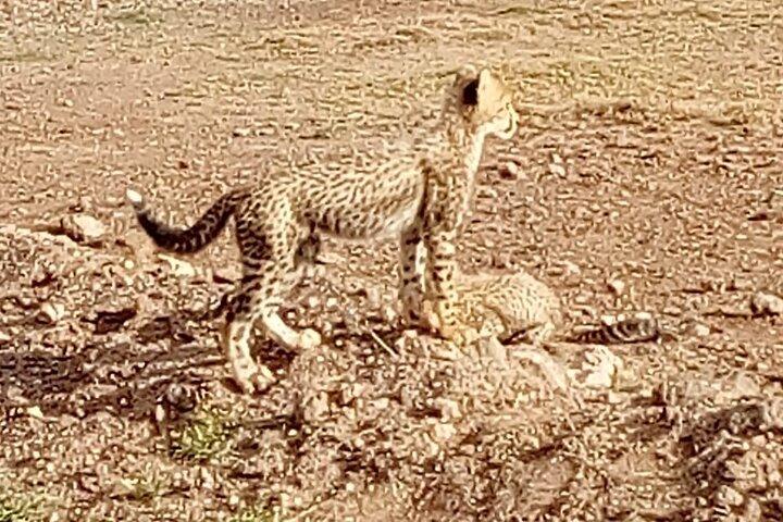 7 Days Kenyan Safaris