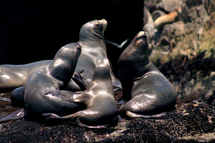 Visit the Sea Lions in Palomino Islands, in Lima Peru