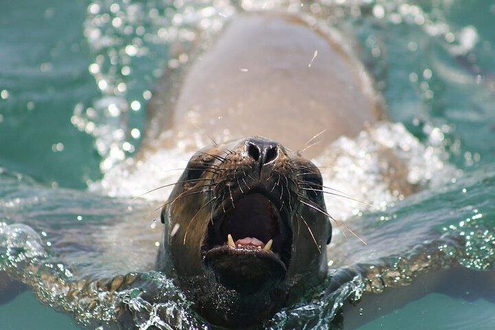 Visit the Sea Lions in Palomino Islands, in Lima Peru