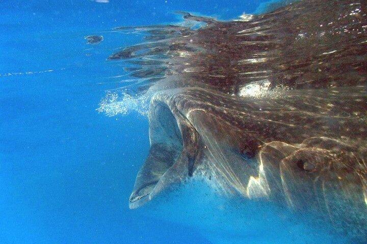 Adventure and Snorkel with the Whale Shark From Playa del Carmen