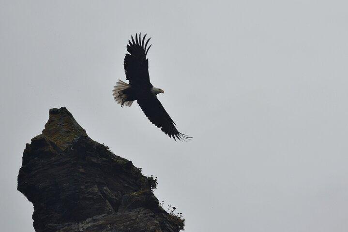 Kachemak Bay Wildlife Tour