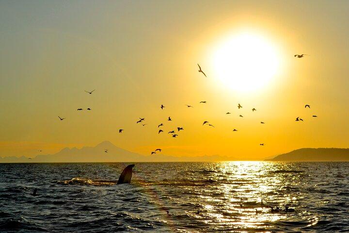 Kachemak Bay Wildlife Tour