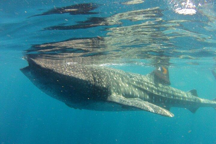 Small-Group Whale Shark and Snorkeling Tour from Cancun
