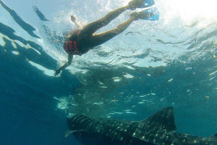 Small-Group Whale Shark and Snorkeling Tour from Cancun