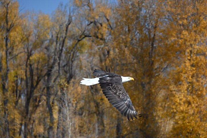 Snake River Scenic Float