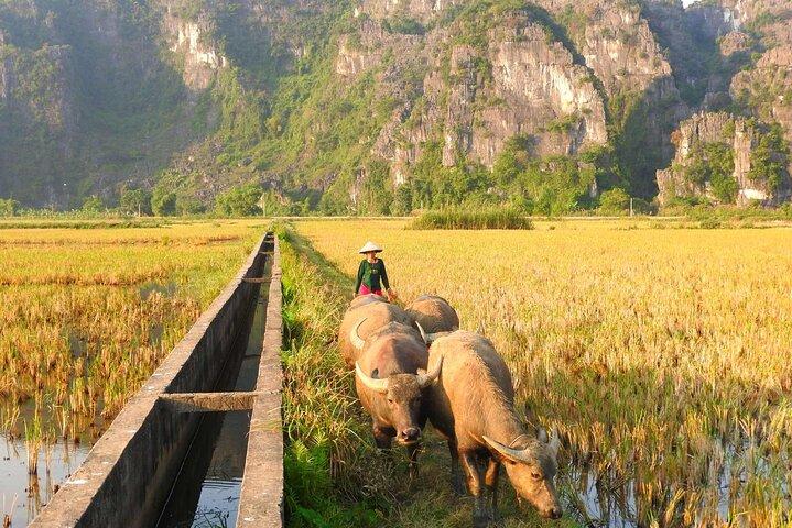 Full Day Hoa Lu Heritage & Mua Cave Adventure Tour