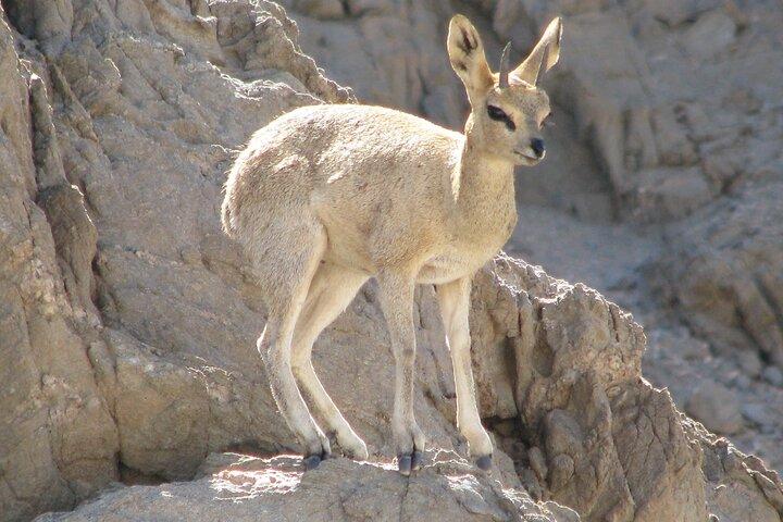 Full-Day Tour in Namib Desert from Swakopmund, Namibia