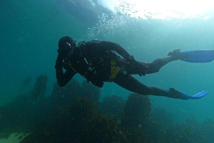 Beginner Scuba Diving Experience in Simonstown.