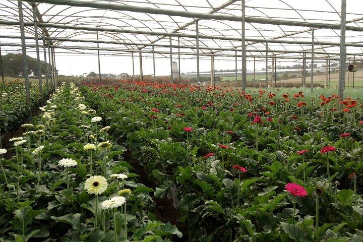 Holambra - The City of Flowers