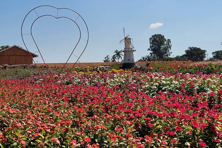 Holambra - The City of Flowers