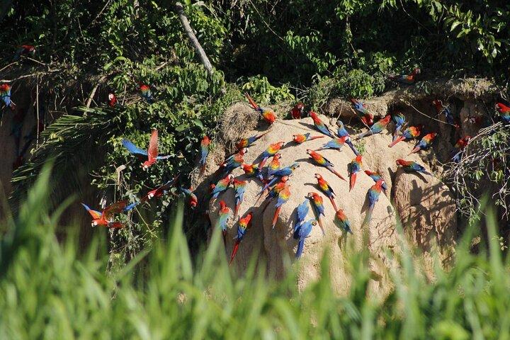 Tambopata tour Macaw Clay Lick 2 days