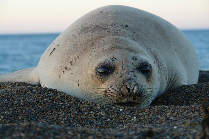 Peninsula de Valdes - Puerto Madryn **(Shared tour for cruises)**