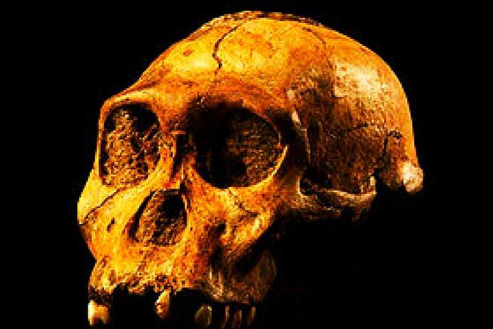 Cradle of humankind and lesedi cultural village tour