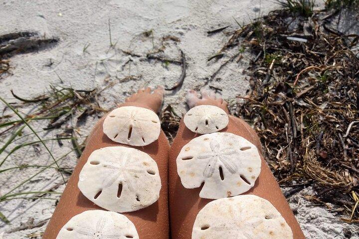 Three Hour Shelling Cruise to Shell Key Preserve from John's Pass