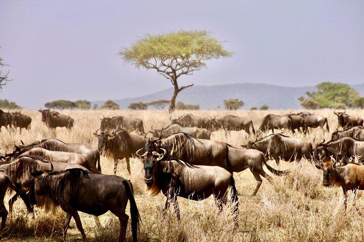 8-Day Essence of Tanzania Safari – Luxury Experience