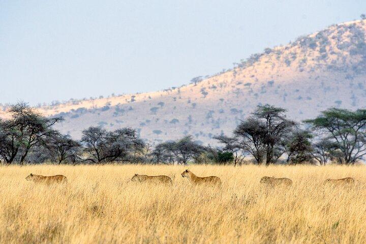 8-Day Essence of Tanzania Safari – Luxury Experience