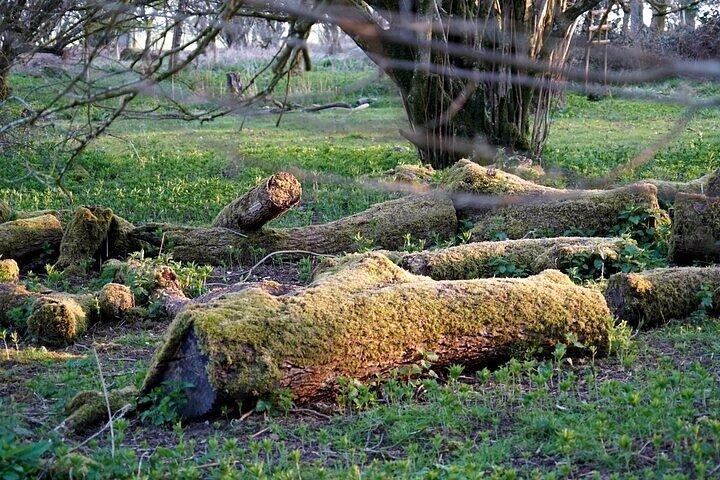 Prehistoric Britain: Ancient Caves, Stonehenge & Haunted Forest