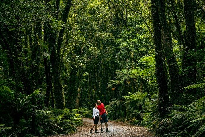 Fox Glacier Nature Tour