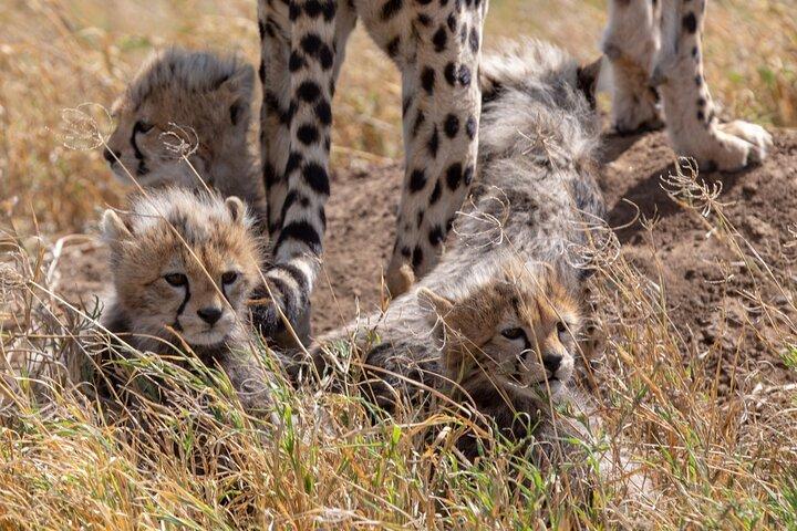 10-Day Predators Tanzania Safari Luxury Package