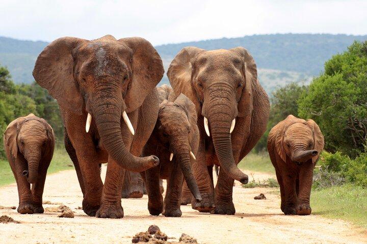 All-Inclusive BIG 5 Kruger Full Day Safari from Hazy View