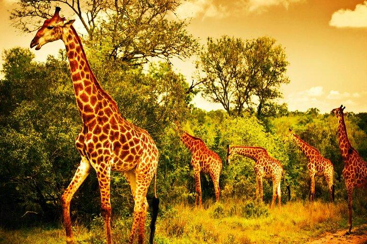 All-Inclusive BIG 5 Kruger Full Day Safari from Hazy View