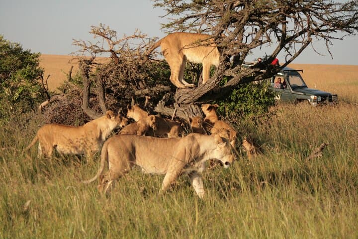 3-Day Private Masai Mara Safari