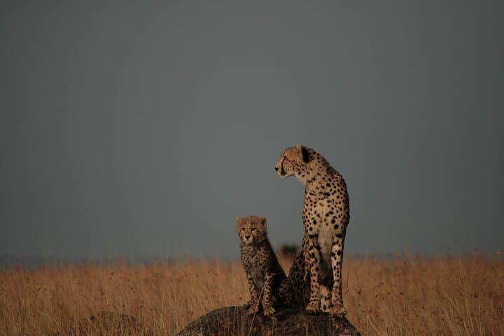 3-Day Private Masai Mara Safari