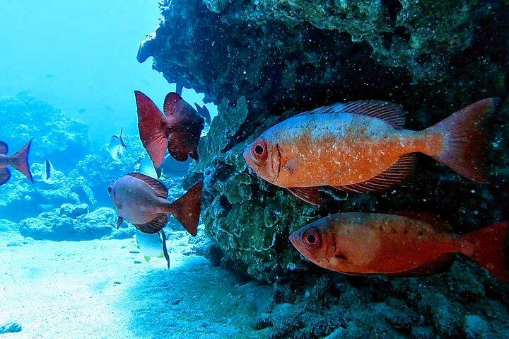 Clear Kayak Tour with Pontoons and Optional Snorkeling-Unlimited