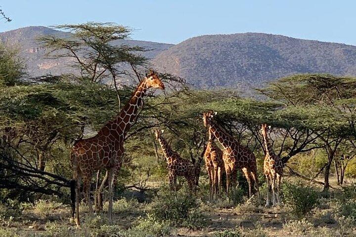 Kenya Safari 7 Days 6 Nights