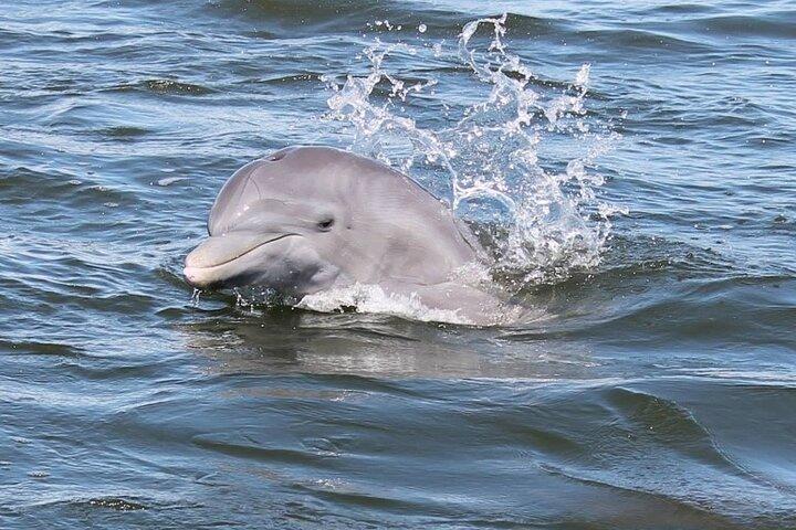 Cocoa Beach Dolphin and Wildlife Tour