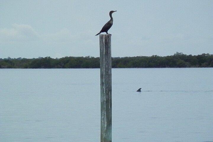 Cocoa Beach Dolphin and Wildlife Tour