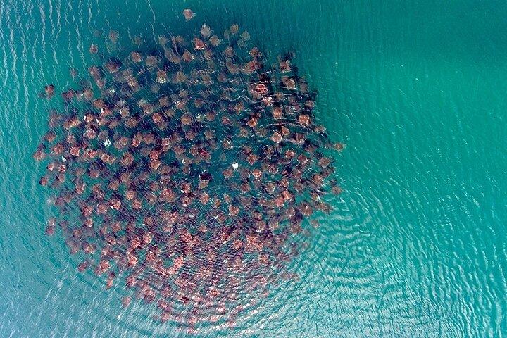 Ocean Safari Snorkel Adventure