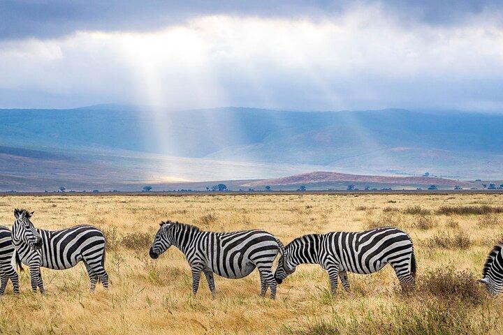 6 Days Migration Safari (Luxury Safari in Ngorongoro Crater, Ndutu, Serengeti