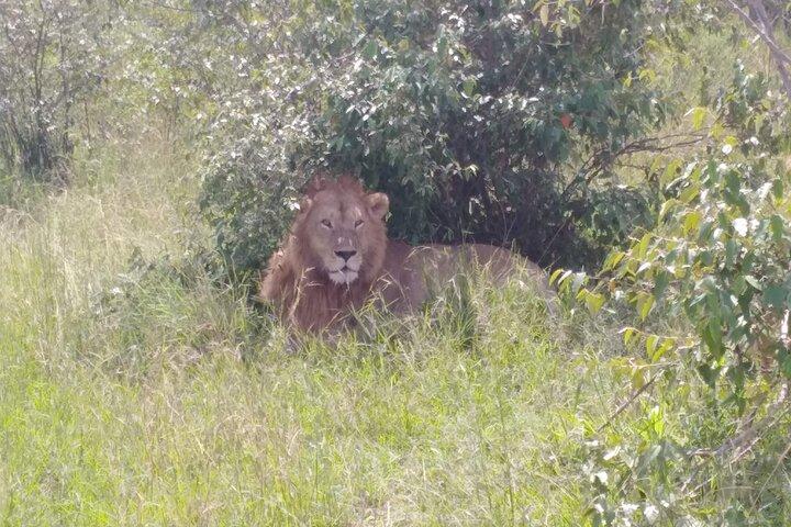 6 Days in Masai Mara Interactiv, Lake Nakuru and Amboseli